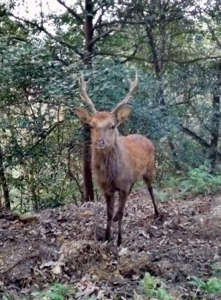 daim en liberté sur l'île de Miyajima