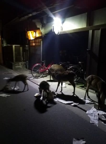 daims en liberté dans les rues de Miyajima