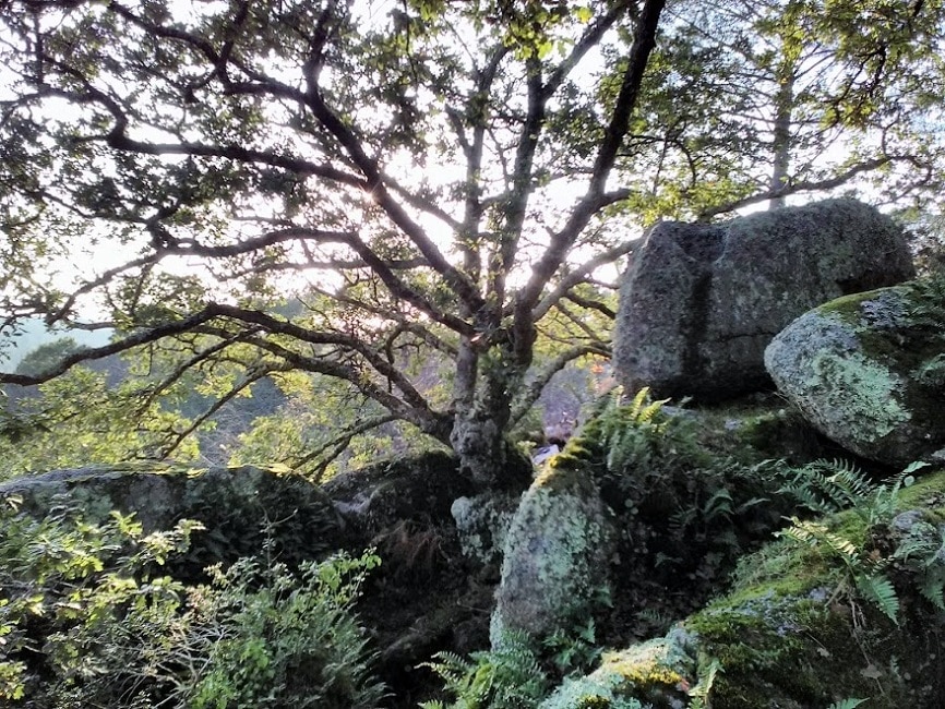 tête de dragon en pierre au milieu de la Nature
